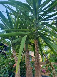 Image result for Yucca gigantea