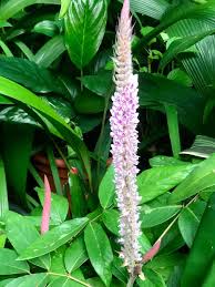 Image result for Uraria