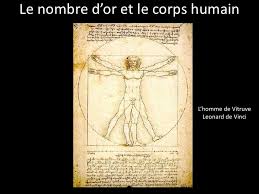 Résultat de recherche d'images pour "nombre d'or corps humain"