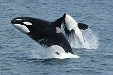 Take a closer look at these encyclopedia books including information about animal habitats, behavior, and scientific classification. Killer Whale Wikipedia