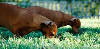 See full list on vetinfo.com Supplements For Raw Fed Dogs Healthypets Blog