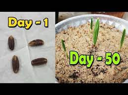How To Plant Date Seeds With Pictures Wikihow In 2021 Palm Tree Plant Seed Germination Palm Plant