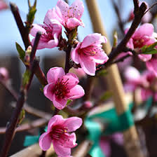 Image result for Prunus persica