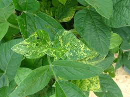 Check spelling or type a new query. Virus Look A Like Symptoms In Soybean Wisconsin Field Crops Pathology