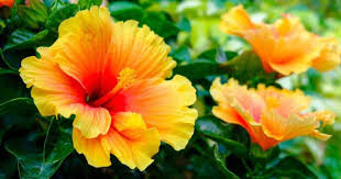 We did not find results for: Hibiscus Tree Care Complete Hibiscus Growing Guide