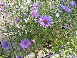 How much energy and money do you have? Asters Are The Flower For September You Can Plant Them Now Buffalo Niagaragardening Com