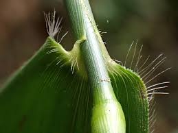 Image result for Panicum subflabellatum