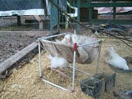 Pin On Chicken Sling