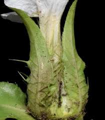 Image result for Crabbea cirsioides