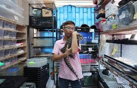 We grow and source uncommon tropical plants from aroids to orchids, and fauna ranging from chameleons to dart frogs and invertebrates. Why Are More Hongkongers Going Wild For Exotic Pets South China Morning Post