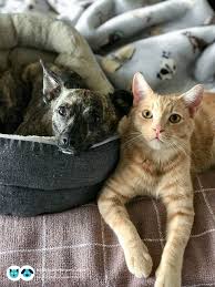 The main function of your cat's blood is to transport oxygen and nutrients to the tissues throughout the body and to carry carbon dioxide and wastes away from high levels may indicate the presence of infection, chronic inflammation or some types of cancer. Is It Safe To Use Olive Oil Or Peroxide To Clean Dog And Cat Ears Healthcare For Pets Pet Cancer Pet Cancer Awareness Cats