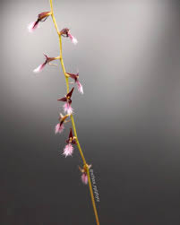 Image result for Bulbophyllum saltatorium