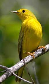We did not find results for: Bird Parulidae New World Warblers Fat Birder