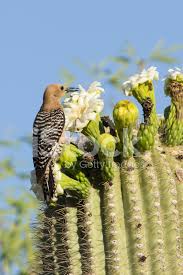 Der gilaspecht ( melanerpes uropygialis , spanisch [. Gila Specht Am Saguaro Cactus Flower Stockfotos Freeimages Com
