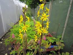 Image result for Ligularia sibirica