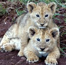 your african safari wild cats lion pictures baby animals