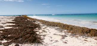Las olas, con su vaporosidad y espuma, se hicieron también habitantes, y todos los ciudadanos del mar se concertaron para alcanzar el aire. Sargazo Mejor Que Sargassum Fundeu Guzman Ariza