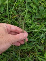 Image result for Eragrostis heteromera