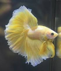 Show Quality Betta Fish Live Betta Fish Show Quality Pinkish Yellow Ohm Butterfly Male Pez Betta Betta Tipos De Peces