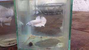 Harga ikan cupang sudah pasti akan jadi pertanyaan pertama bagi orang yang hendak memelihara ikan hias ini. Cupang Putih Pertarungan 2 Cupang Fancy Putih Youtube