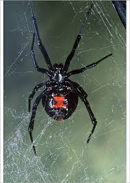 Black widow web identification checklist. Pin On Tv Otgw