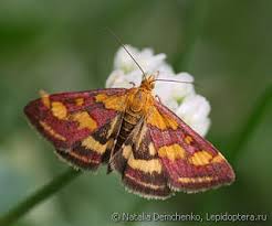 Image result for Pyrausta aerealis