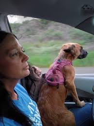 Lost Dog Angel in Hollywood, FL near Sheridan Park Elementary