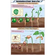 Bean Pea Chart India Bean Pea Chart Manufacturer Bean