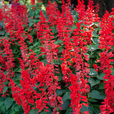 Image result for Salvia coccinea