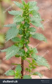 Image result for Urtica urens