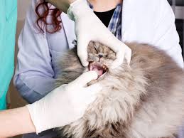 If you notice symptoms of ulcers or open wounds in your cat's mouth, make an appointment for an oral exam with your vet. How To Treat Bad Breath And Drooling In Cats