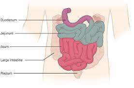  describe the anatomy of duodenum, jejunum & ileum regarding: The Small And Large Intestines Anatomy And Physiology Ii