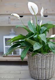 Come Coltivare Lo Spatifillo Aboutgarden