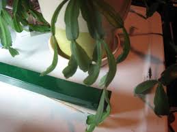 Christmas cactus with red leaves? Christmas Cactus Leave Splitting