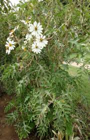 Image result for Montanoa bipinnatifida