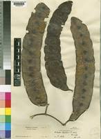 Image result for Entada bacillaris