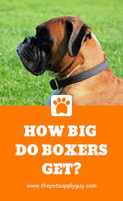 Puppy Height Calculator The Pet Supply Guy Boxer Puppies Dog Size Chart Puppies