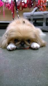 Nutmeg Is An Adoptable Pekingese Dog In Amherst Va More Info About Pet Dogs Could Be Found At The Image Url Pekingese Dogs Dogs Pekingese