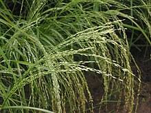Image result for Eragrostis tef