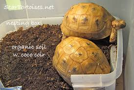 I put her in her enclosure the eat and them bask. Substrates For Indoor Tortoise Enclosures