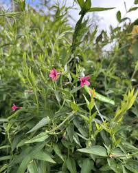 Image result for Jasminum beesianum