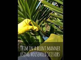 How To Trim Or Prune A Yucca Plant Youtube Yucca Plant Plants Yucca