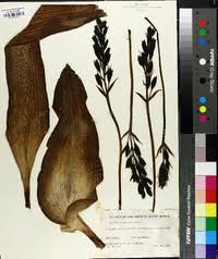 Image result for Hypoxis kilimanjarica