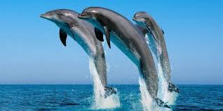 dolphin fish hd wallpapers wallpapers top 10 dolphin images dolphins whale
