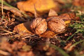 Die bäume sind selbstfruchtbar und überstehen auch härtere winter. Walnusse Ernten Und Trocknen Das 1x1 Des Sauberns Und Reinigens Selbstversorger De