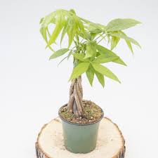 Both enrich the soil naturally so the roots are healthy & the plants grow stronger. Money Tree Braided Dutch Growers Saskatoon