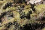 Image result for Xerophyta argentea