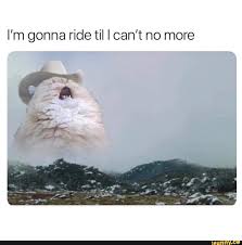 I M Gonna Ride Til I Can T No More Ifunny Cat Memes Animal Memes Clean Funny Cats And Dogs