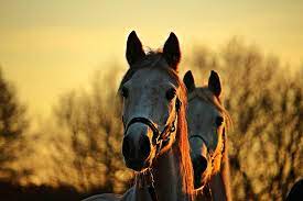 Thoroughbred Horses The Fastest And The Strongest Of Their Kind