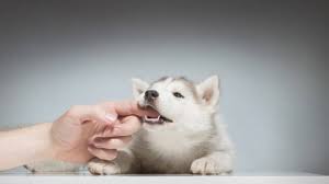 How To Train A Husky Puppy Not To Bite Ouch